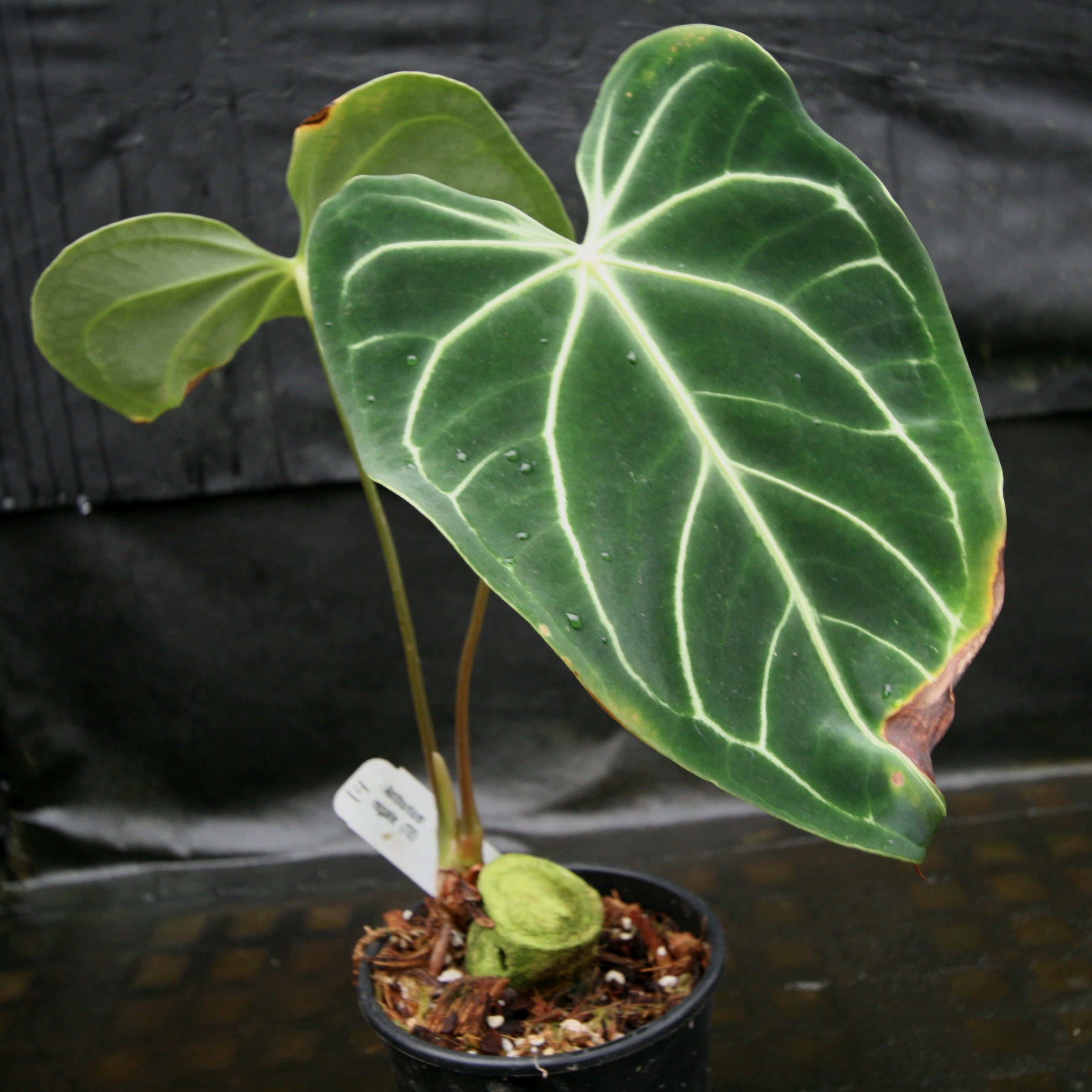 Anthurium regale – Carnivero