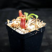 Nepenthes villosa x veitchii