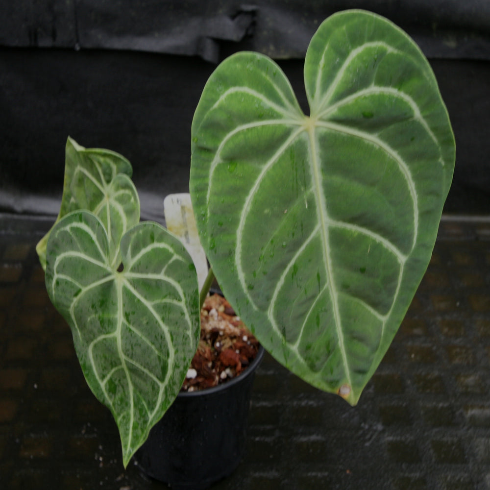 
                      
                        Anthurium regale
                      
                    
