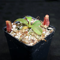 Nepenthes villosa x veitchii