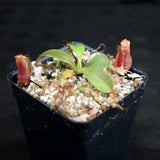 Nepenthes villosa x veitchii
