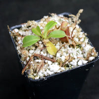 Nepenthes villosa x veitchii