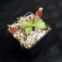 Nepenthes villosa x veitchii