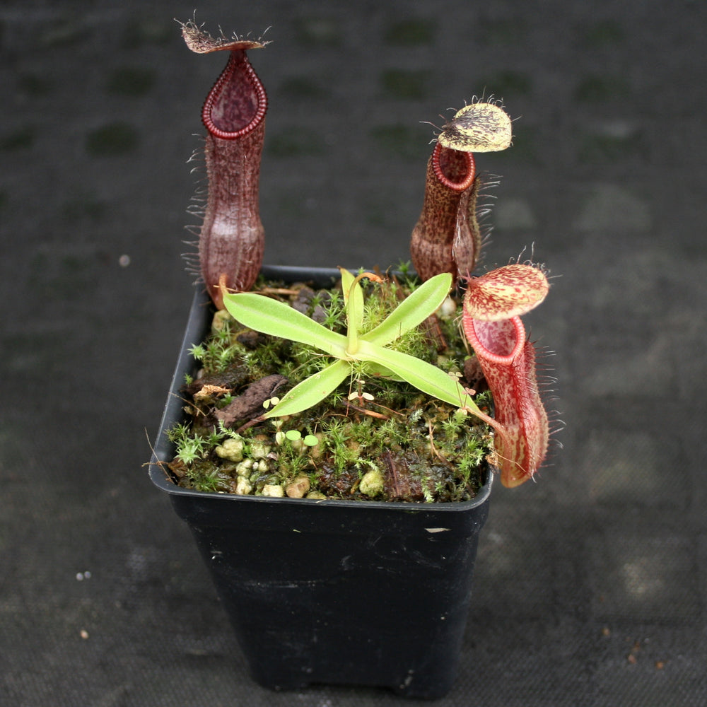 
                      
                        Nepenthes singalana variegated x hamata, CAR-0138
                      
                    