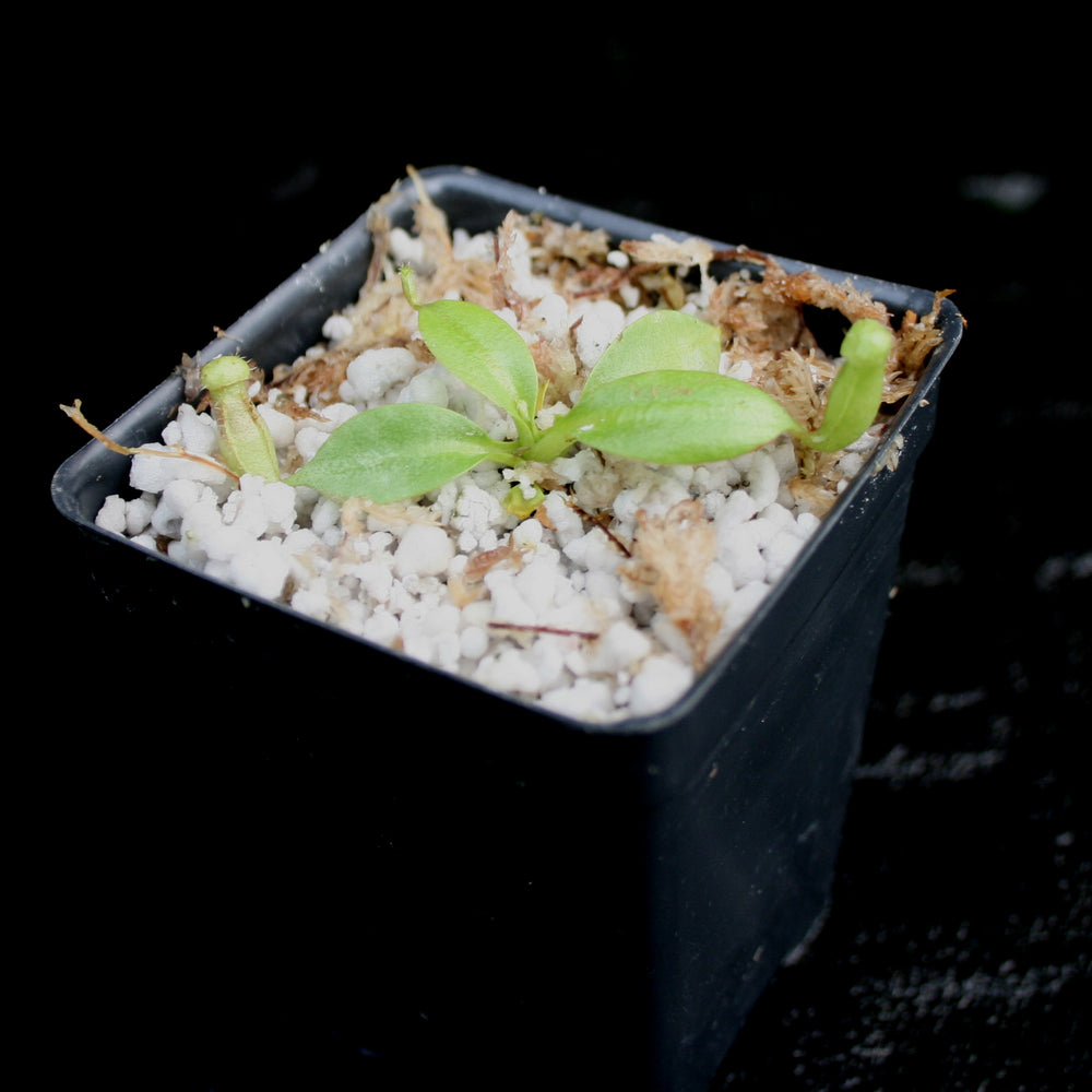 
                      
                        Nepenthes rajah, BE-3152
                      
                    