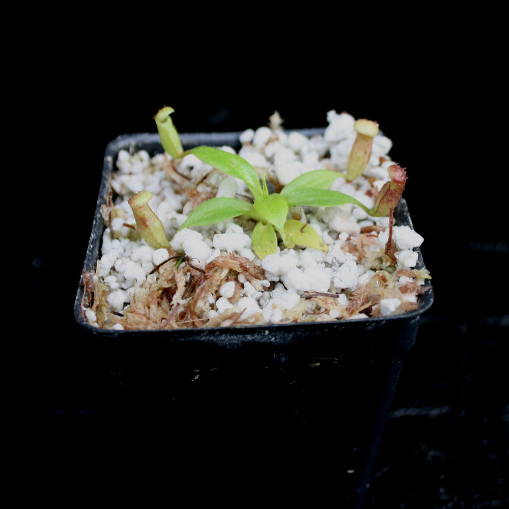 
                      
                        Nepenthes rajah, BE-3152
                      
                    