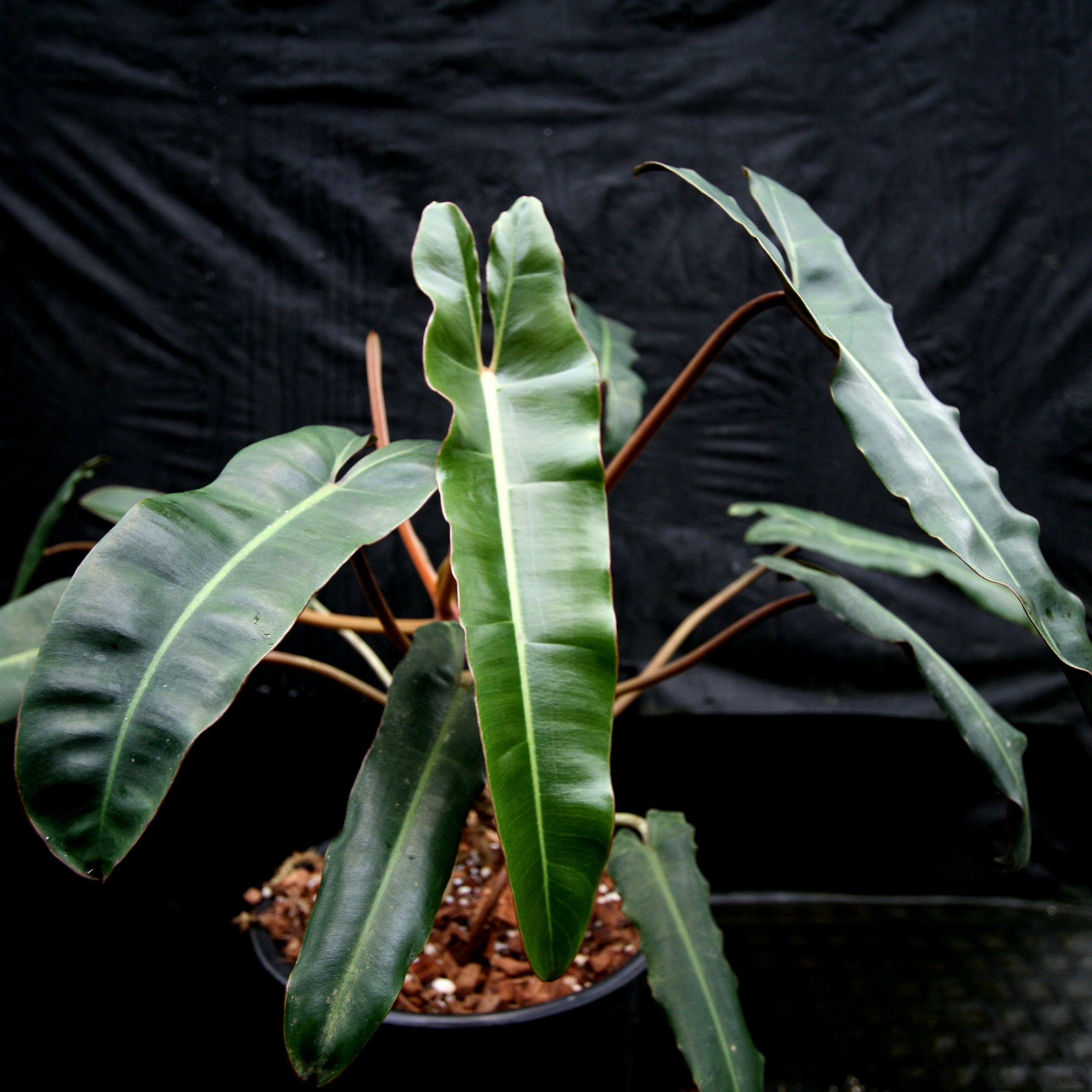 Pof］Philodendron atabapoense × billetae フィロデンドロン