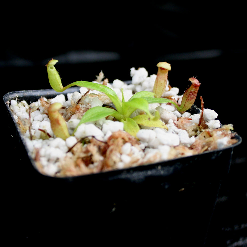 
                      
                        Nepenthes rajah, BE-3152
                      
                    