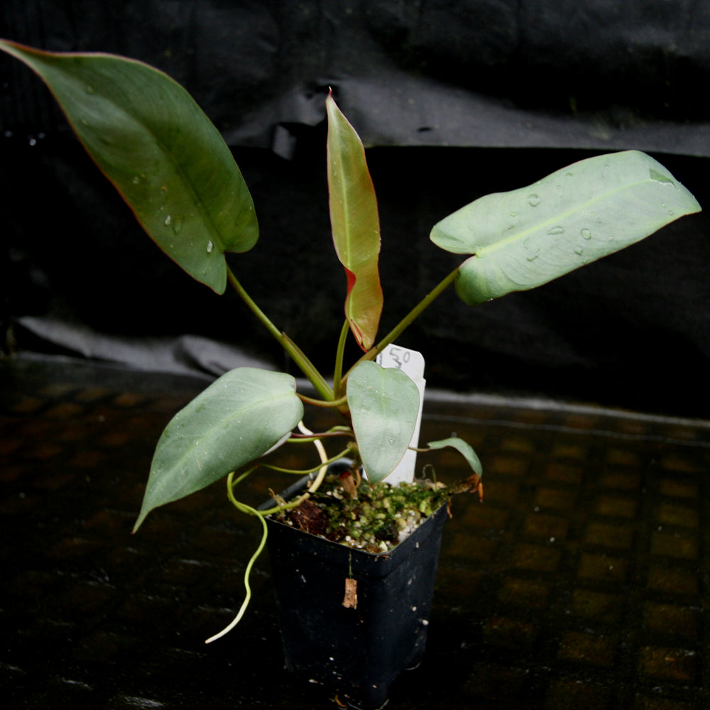 
                      
                        Philodendron atabapoense
                      
                    