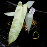 Philodendron atabapoense