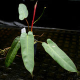 Philodendron atabapoense
