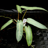 Philodendron atabapoense