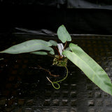 Philodendron atabapoense