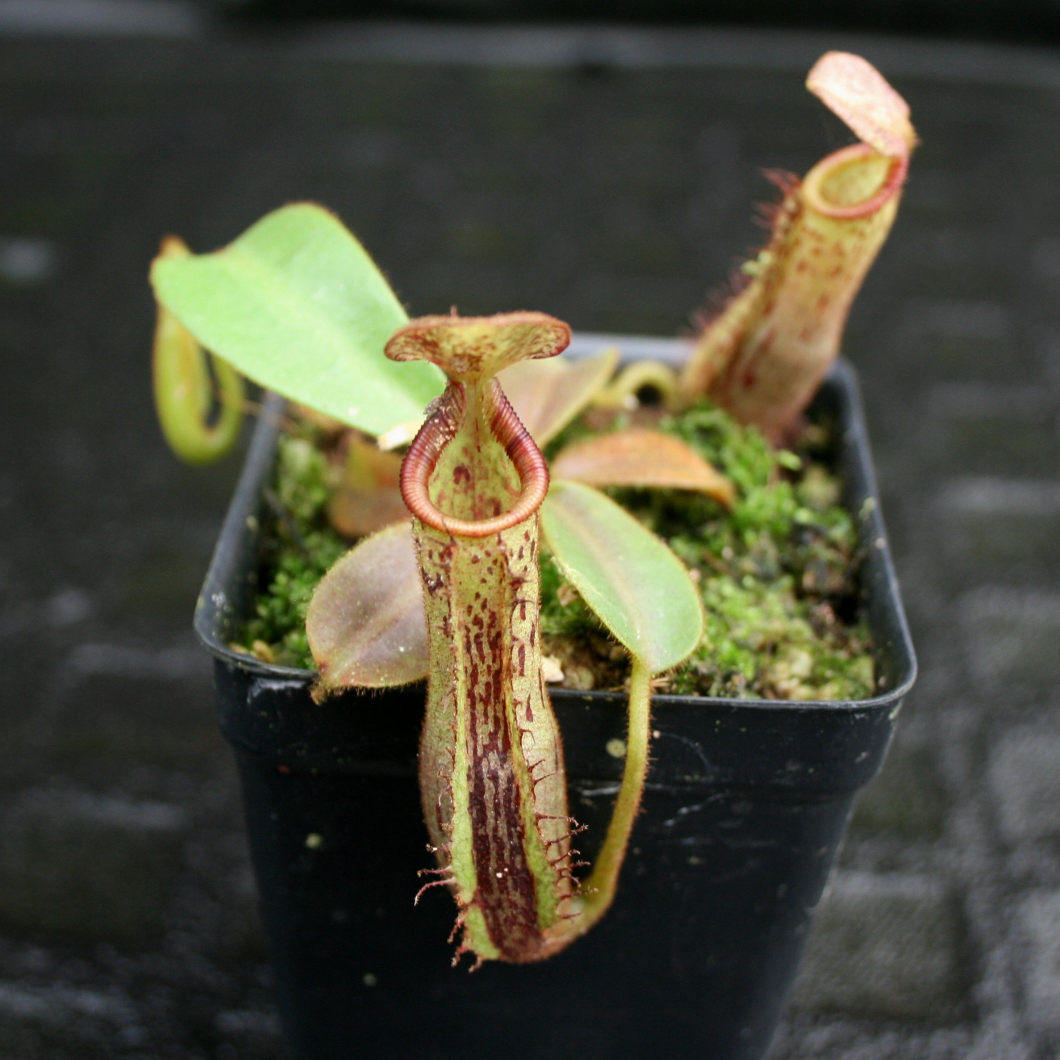Nepenthes (veitchii x lowii) x platychila, BE-3920 – Carnivero