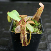 Nepenthes (veitchii x lowii) x platychila, BE-3920