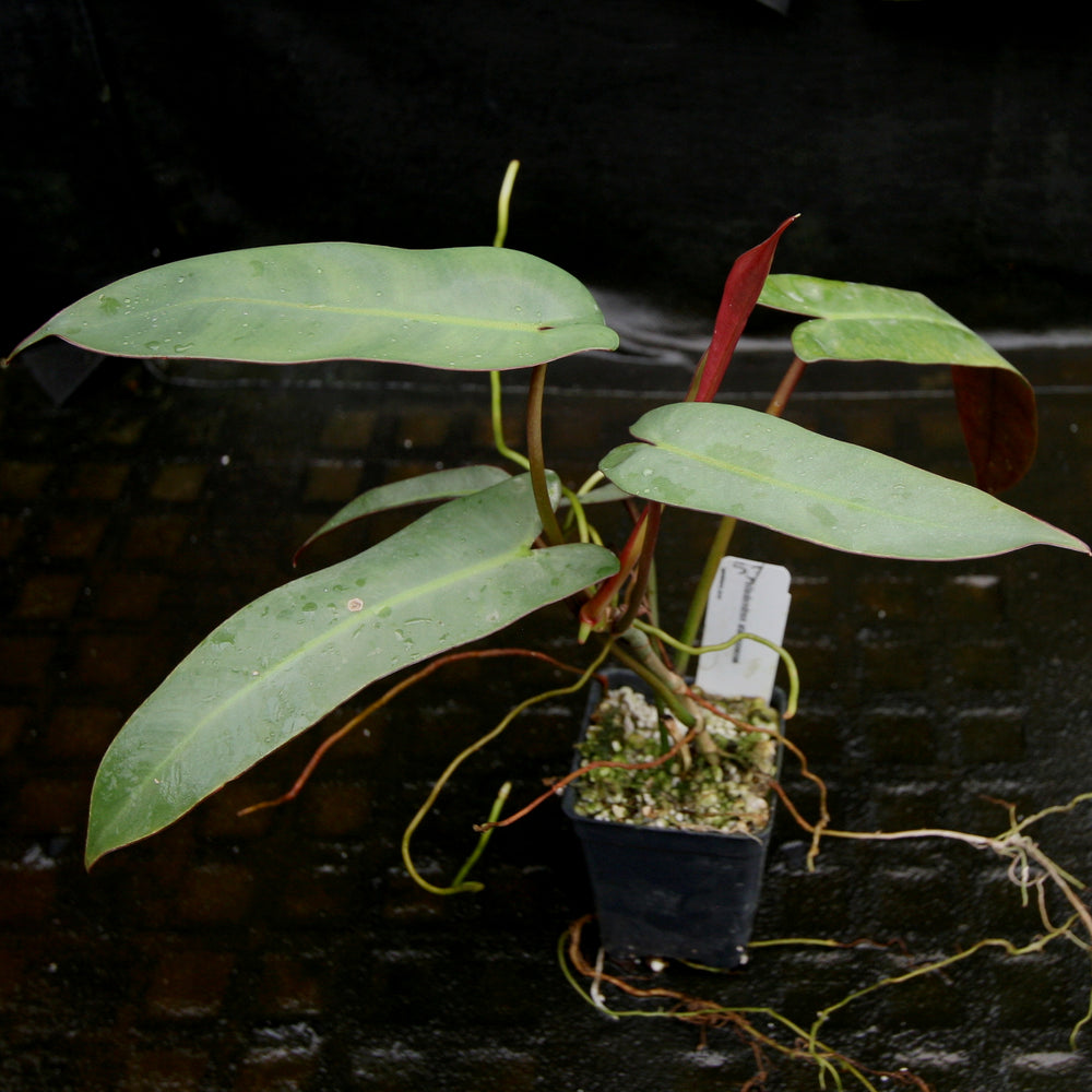 
                      
                        Philodendron atabapoense
                      
                    