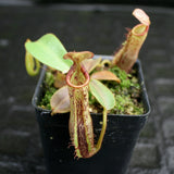 Nepenthes (veitchii x lowii) x platychila, BE-3920