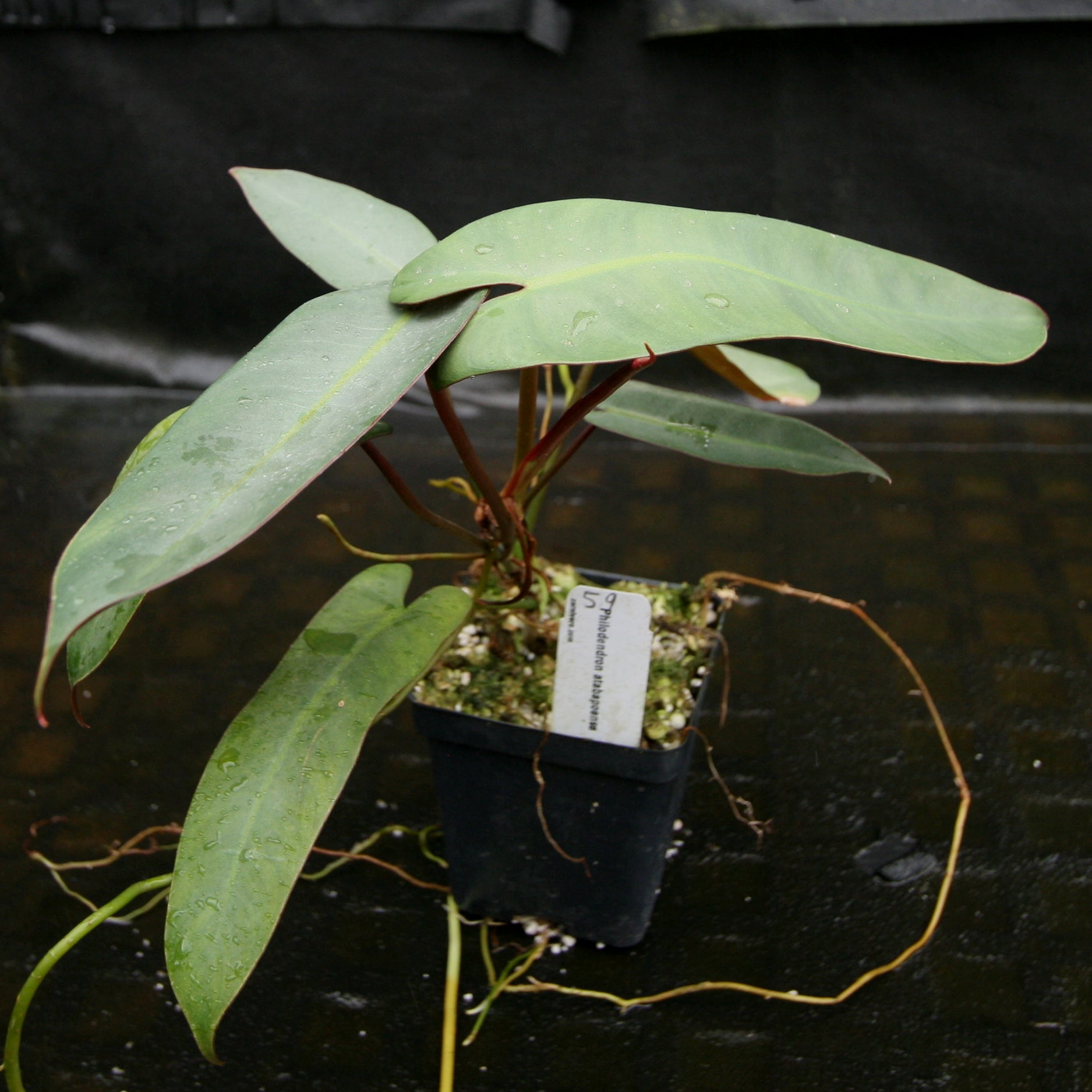 Philodendron atabapoense – Carnivero
