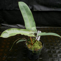 Philodendron atabapoense