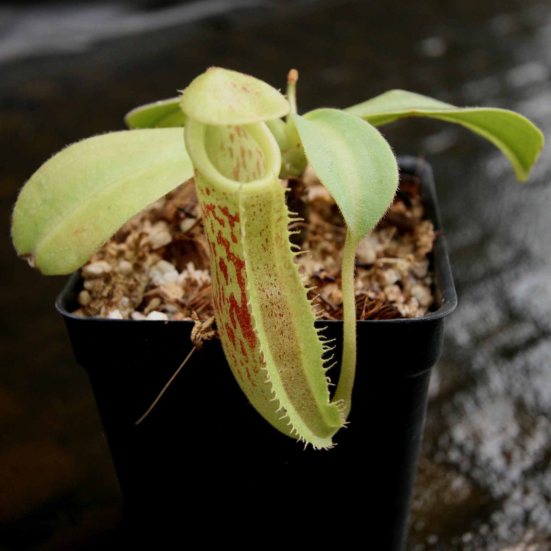 Nepenthes spathulata x platychila, BE-3945 – Carnivero