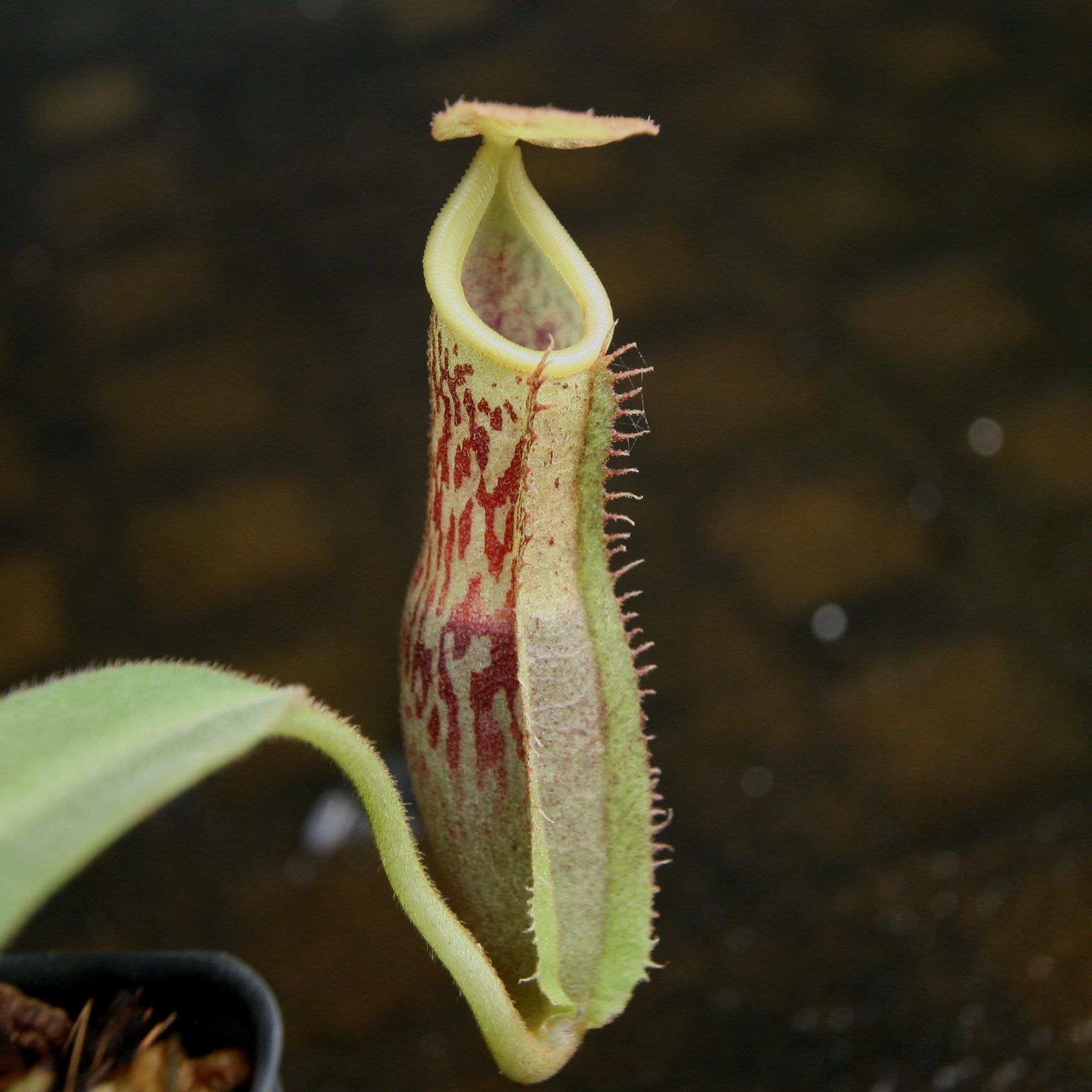 Nepenthes spathulata x platychila, BE-3945 – Carnivero