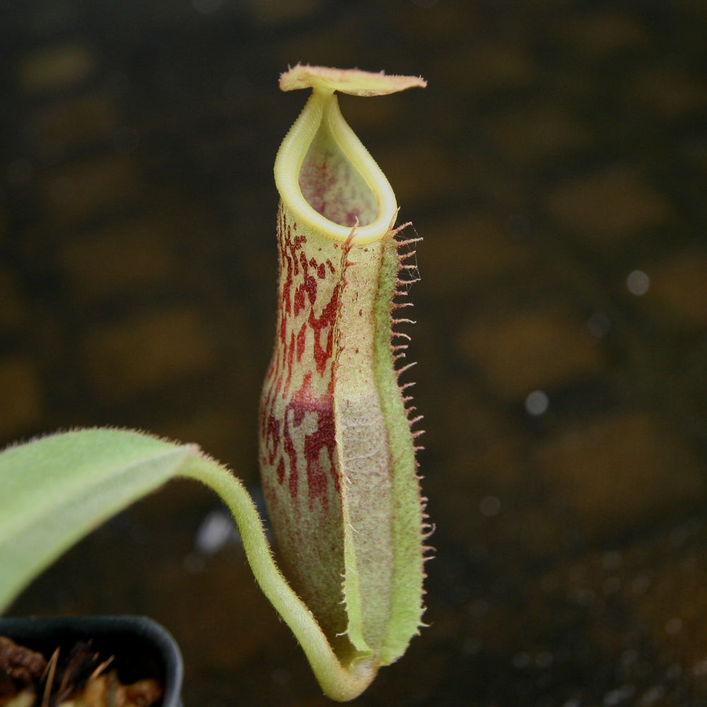 
                      
                        Nepenthes spathulata x platychila, BE-3945
                      
                    