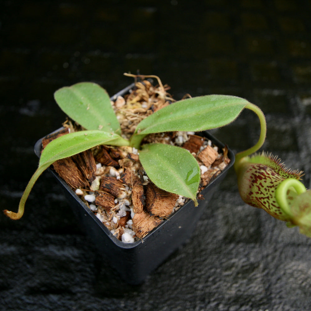
                      
                        Nepenthes spathulata x platychila, BE-3945
                      
                    