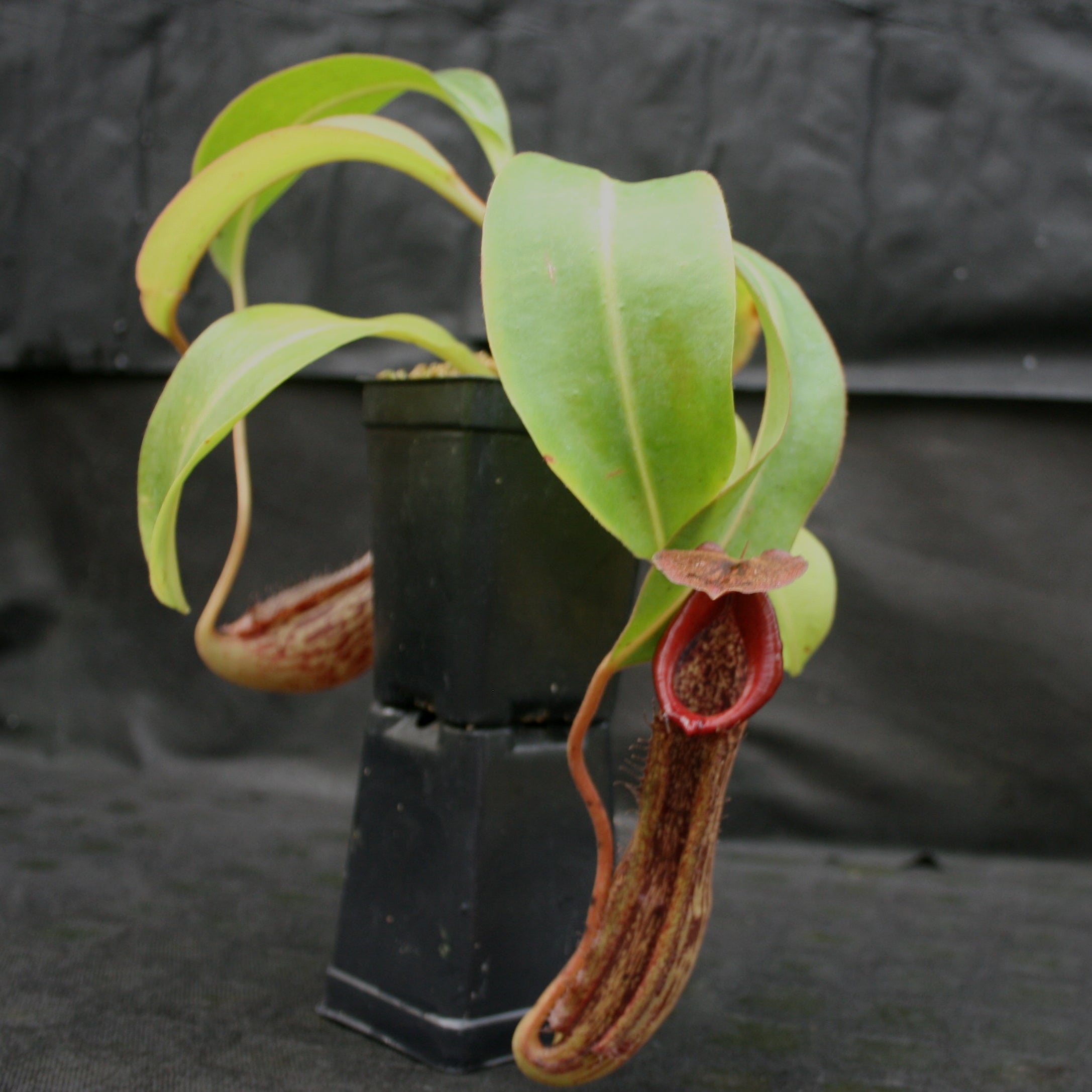 Nepenthes Marpesa x boschiana JB, CAR-0141 – Carnivero