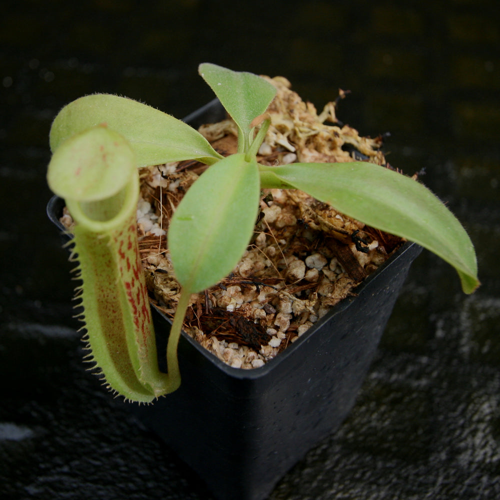 
                      
                        Nepenthes spathulata x platychila, BE-3945
                      
                    