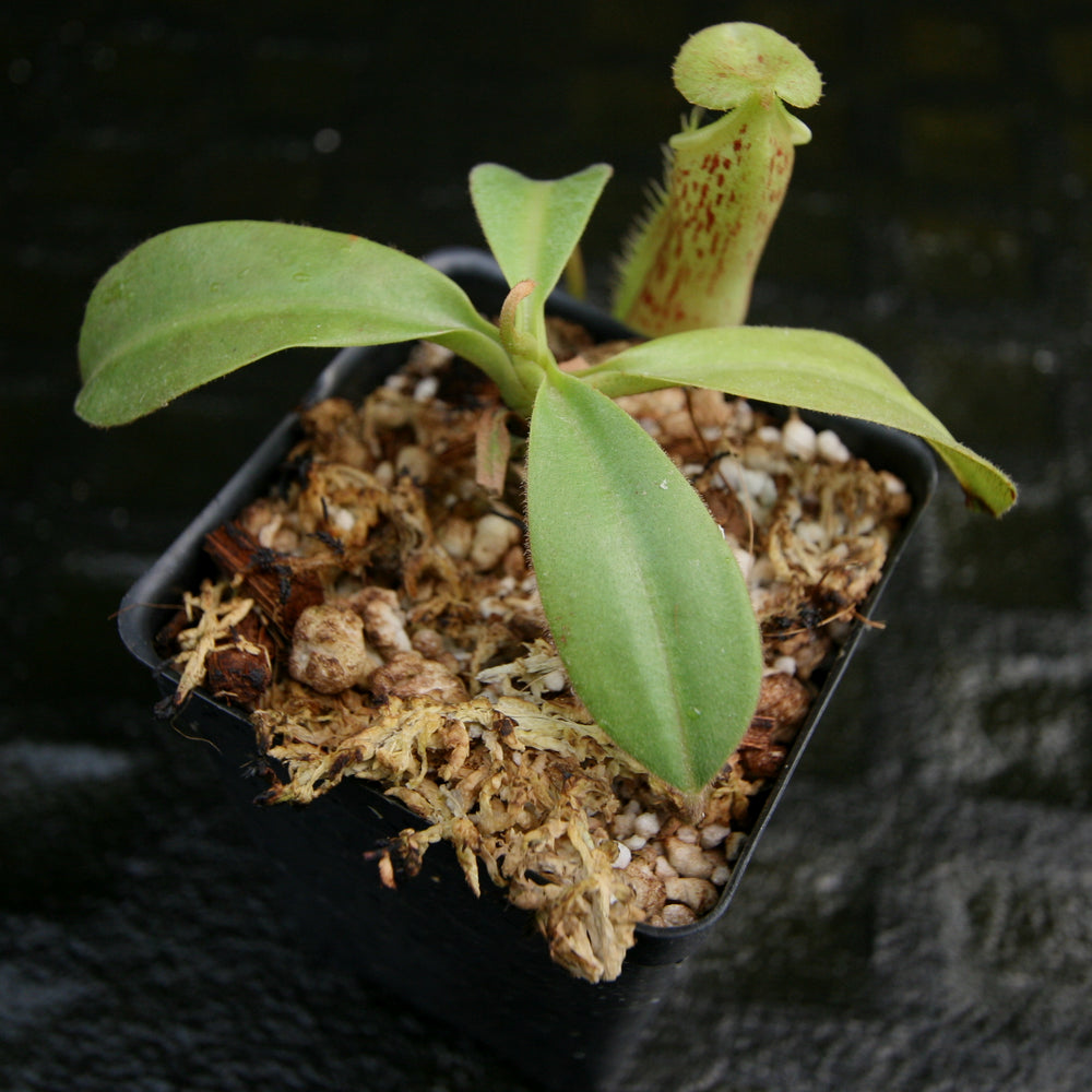 
                      
                        Nepenthes spathulata x platychila, BE-3945
                      
                    