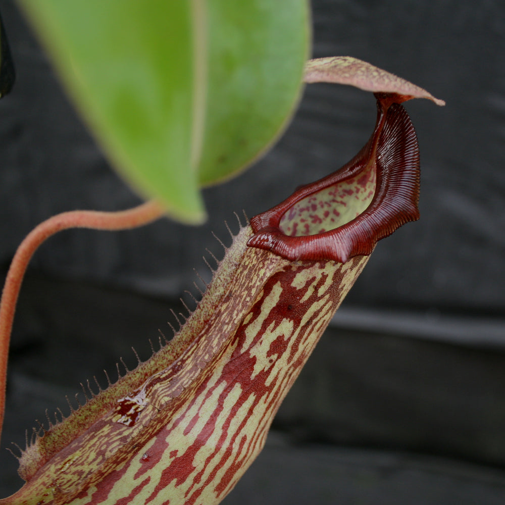 
                      
                        Nepenthes Marpesa x boschiana JB, CAR-0141
                      
                    