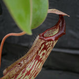 Nepenthes Marpesa x boschiana JB, CAR-0141
