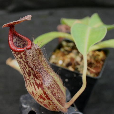 Mottled burgundy Nepenthes Marpesa x boschiana pitcher with red curved peristome in foreground