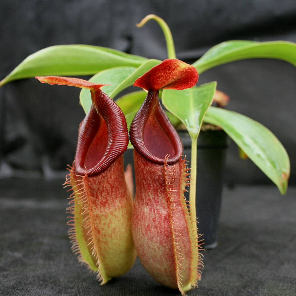 
                      
                        Nepenthes (spathulata x spectabilis) "BE Best" x [(spathulata x aristolochioides) x lowii], CAR-0116, pitcher plant, carnivorous plant, collectors plant, large pitchers, rare plants
                      
                    