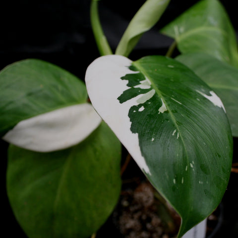 Philodendron White Wizard leaf with large white variegation on glossy green leaves against dark background