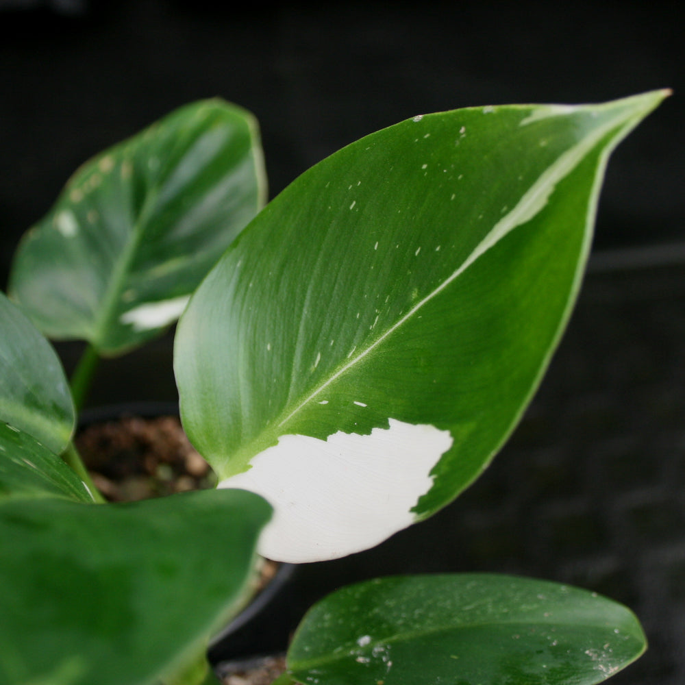 
                      
                        Philodendron 'White Wizard'
                      
                    