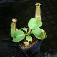 Nepenthes truncata (JB x Pasian Red), CAR-0205