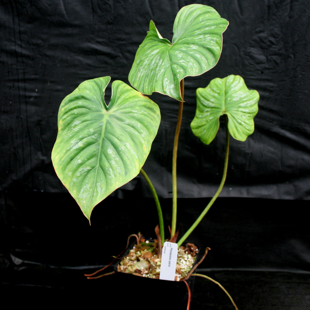 
                      
                        Philodendron sodiroi aff
                      
                    