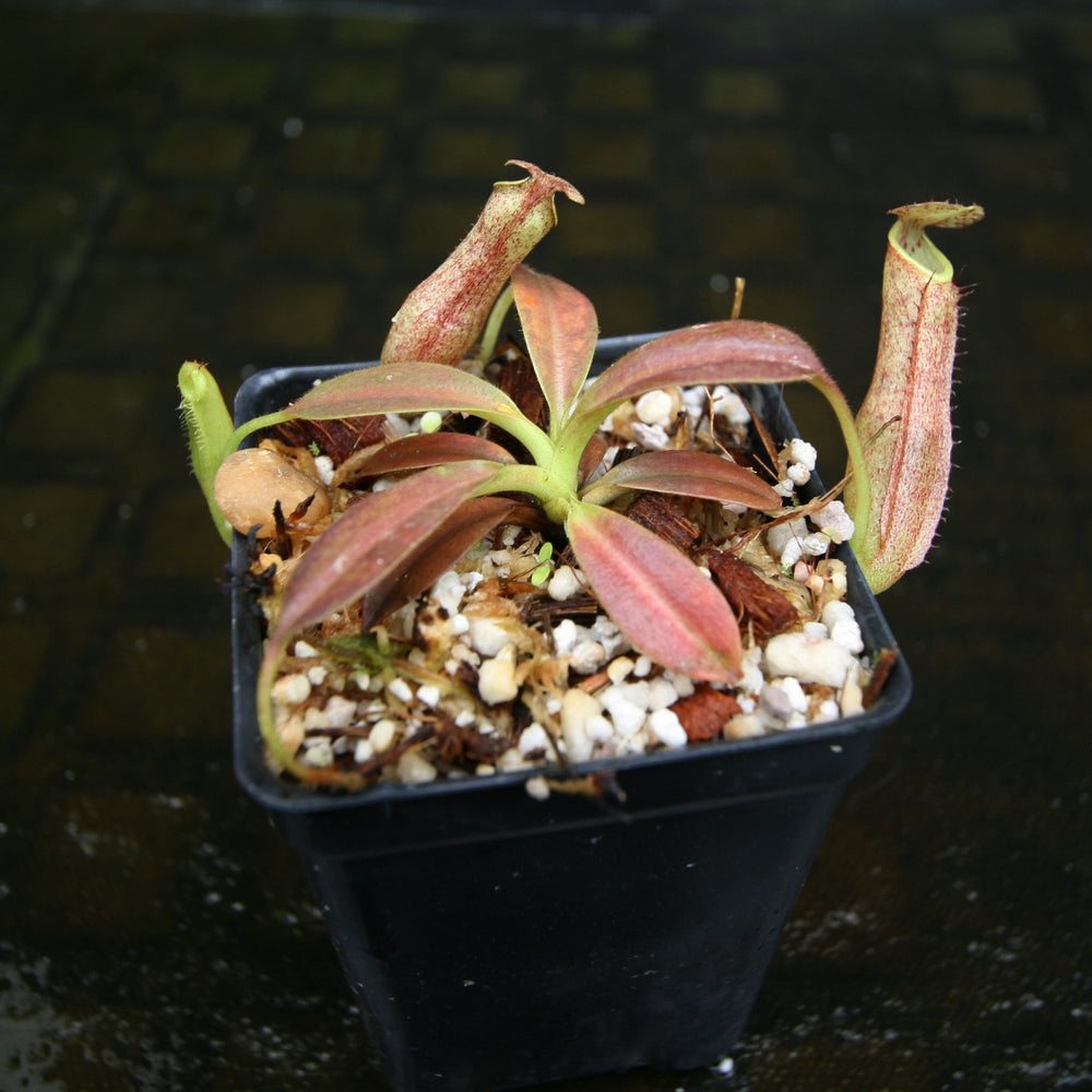 
                      
                        Nepenthes eymae, BE-3736, pitcher plant, carnivorous plant, collectors plant, large pitchers, rare plants
                      
                    