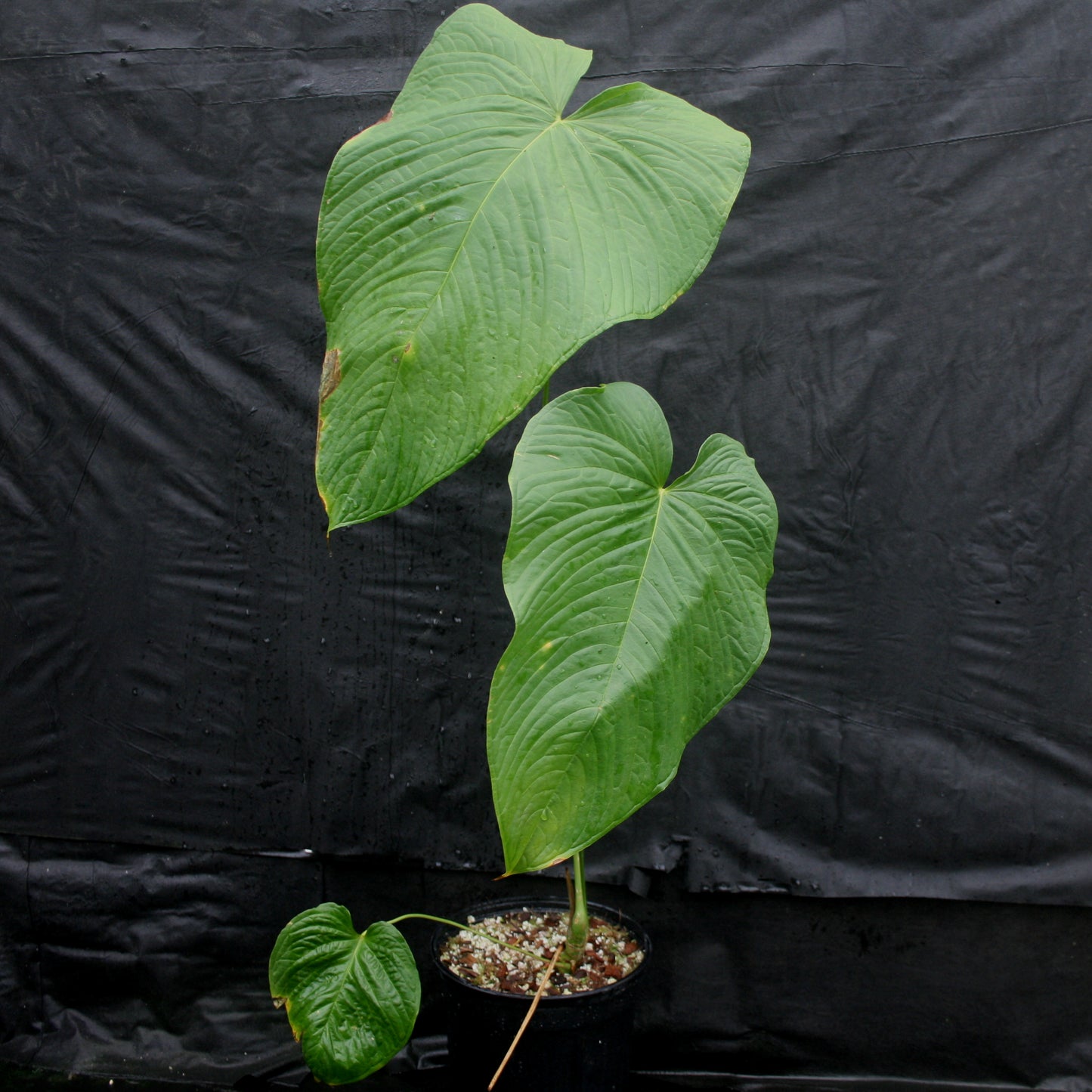 anthurium insigne price Anthurium rugulosum – Carnivero