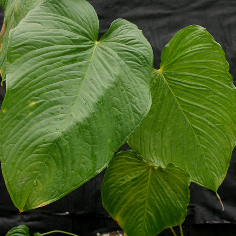 Close up of several large glossy heart shaped leaves of Anthurium rugulosum with strong ribbed venation