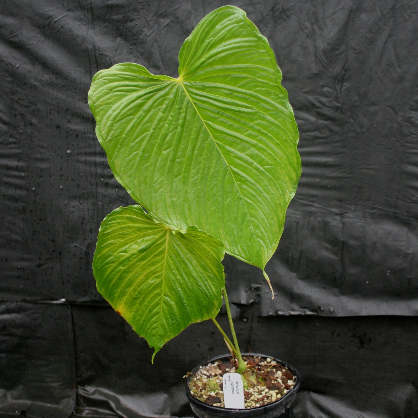 anthurium rugulosum Anthurium rugulosum – Carnivero
