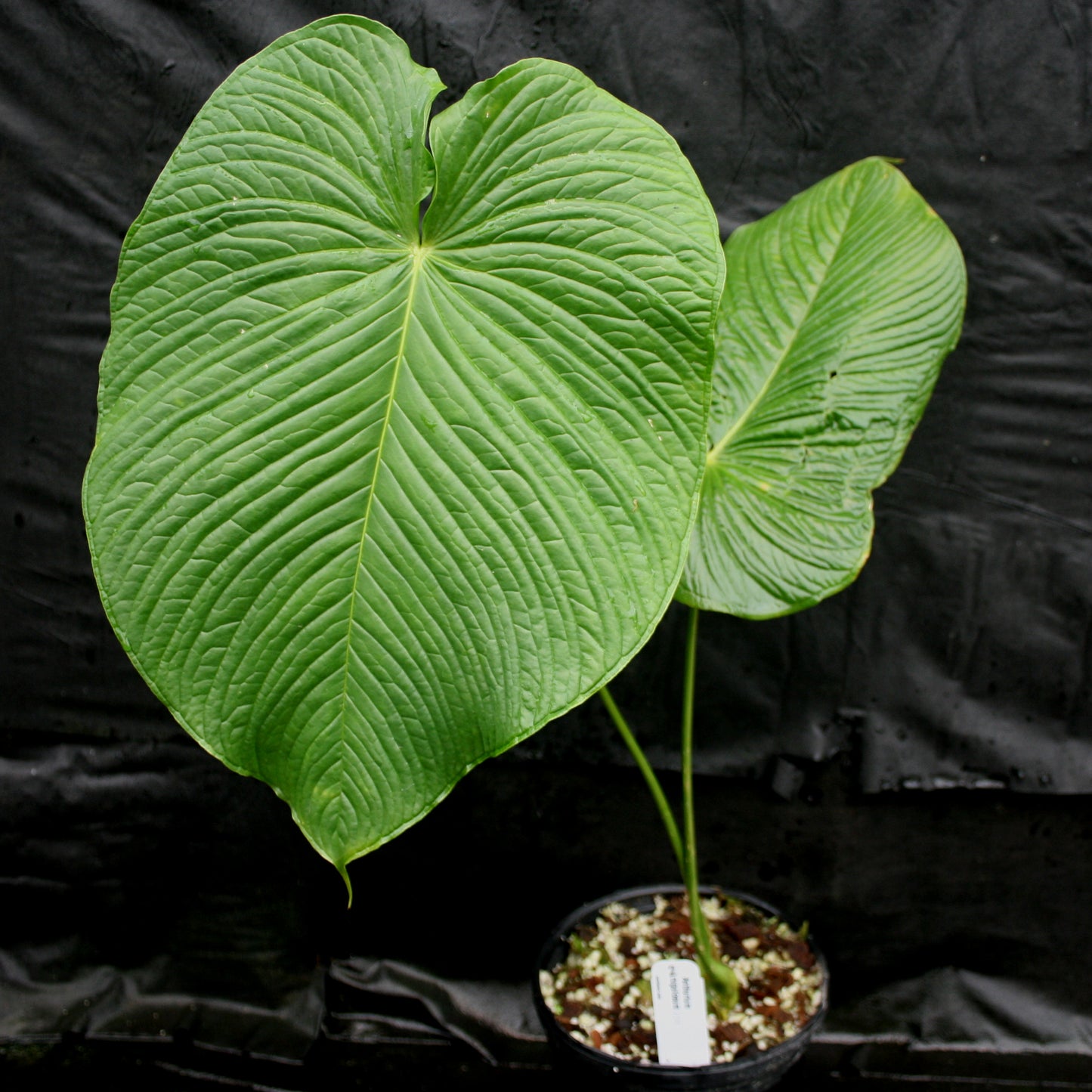anthurium maculosum Anthurium rugulosum – Carnivero
