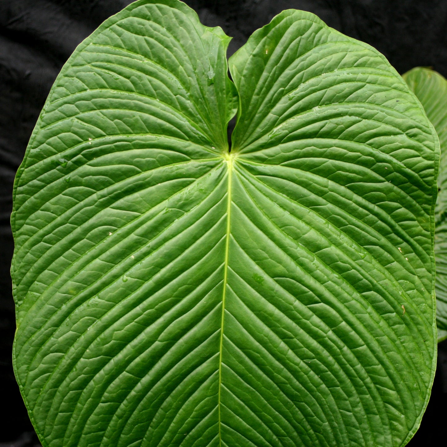 anthurium rugulosum Anthurium rugulosum – Carnivero