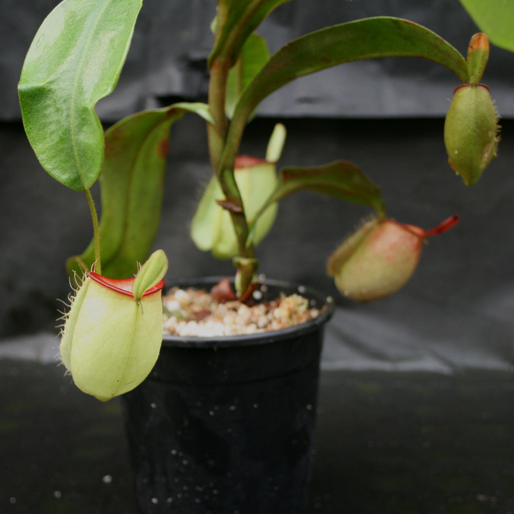 
                      
                        Nepenthes ampullaria "Hot Lips"
                      
                    
