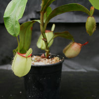 Nepenthes ampullaria "Hot Lips"