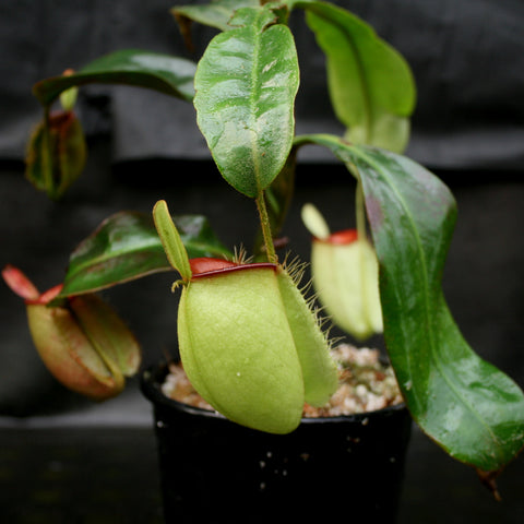 Nepenthes ampullaria Hot Lips with pale green pitcher and red peristome in a small pot