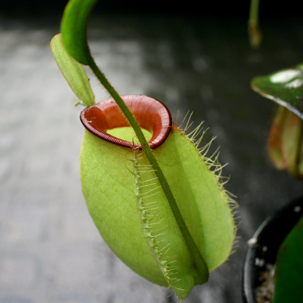 
                      
                        Nepenthes ampullaria "Hot Lips"
                      
                    