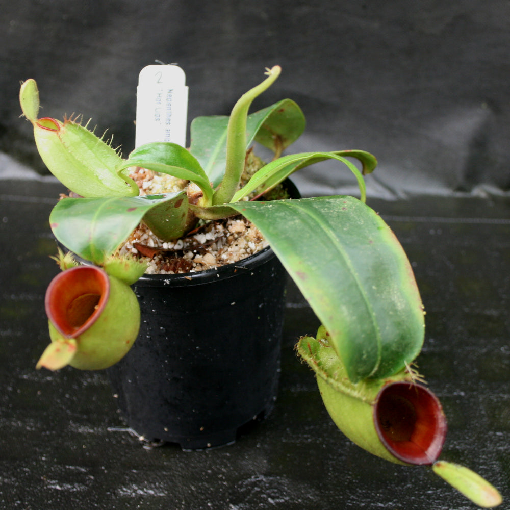 
                      
                        Nepenthes ampullaria "Hot Lips"
                      
                    