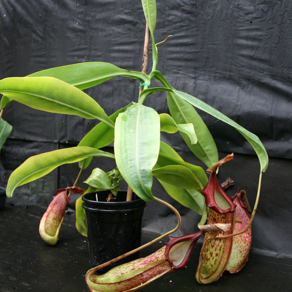 
                      
                        Nepenthes adrianii x maxima, CAR-0041
                      
                    